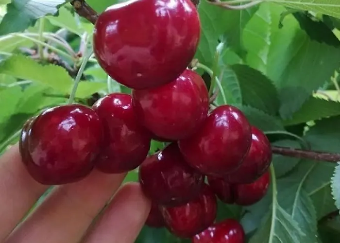 Marianne , Parking Free , 2 Bedroom & 2 Bathroom , Modern & Cozy *